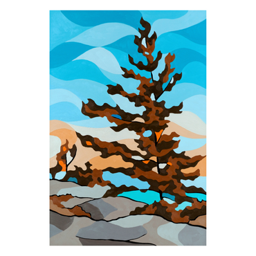 Grey Rock Pine